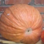 Semena Atlantic Giant "Atlantická obrovská" - rekordman