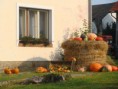 Ozdobné dýně - viz fota - otevřete tento odkaz